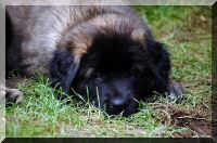 leonberger 016.jpg